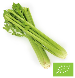Seler naciowy świeży bio (około 10 sztuk)